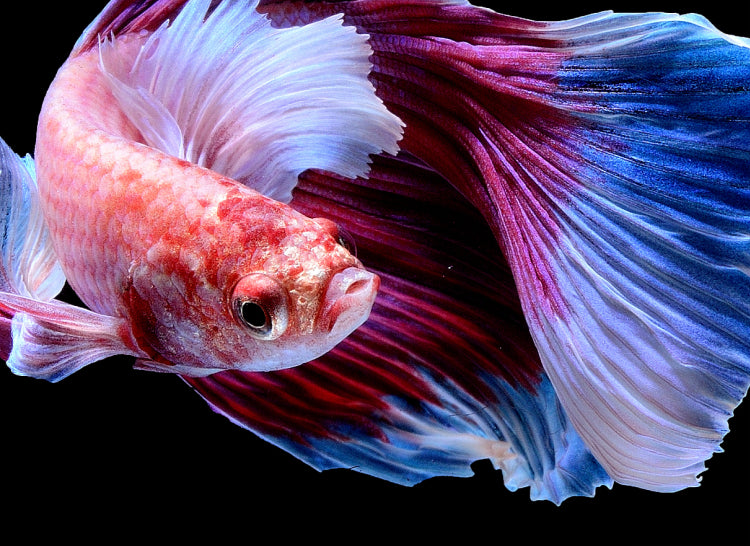 Projektor Ultimea Apollo P40 s nativním rozlišením 1080P LCD